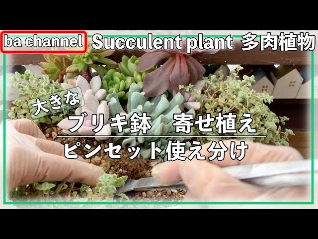 271{多肉植物}大きなブリキ鉢に寄せ植え🥢ピンセット使い分け