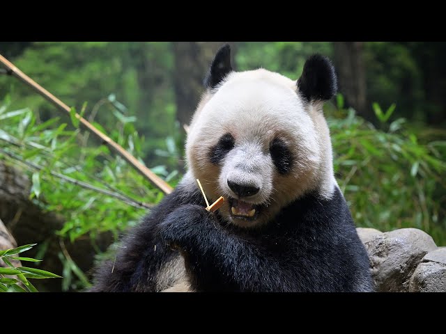 2025.12.18 今日のパンダ（4034日目）[8K] - YouTube