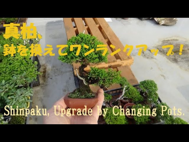 春嘉の盆栽工房 ＃44 真柏、鉢を換えてワンランクアップ Shinpaku