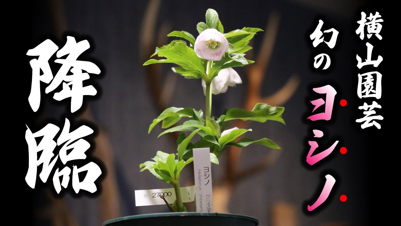 横山園芸 幻のヨシノが届きました。送り主はまさかの！！！！ - YouTube