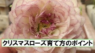 花1ガク0蕾1 開花株4号 アンティークピエラ吉田園芸生産 多弁ダブル