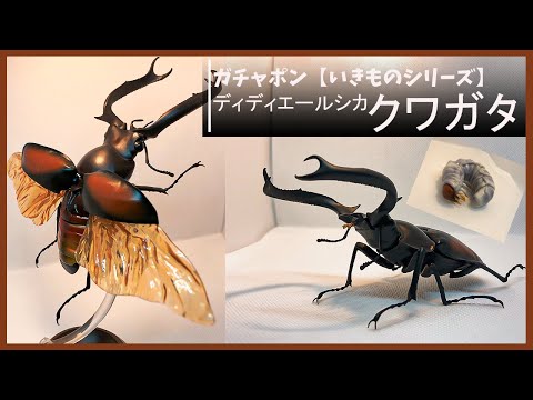 ガチャポン】リアルな標本！ディディエールシカクワガタを手に入れた