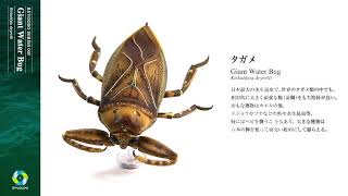 リボジオ タガメ - YouTube