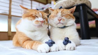 ブルーベリー のせ猫 250823 - YouTube