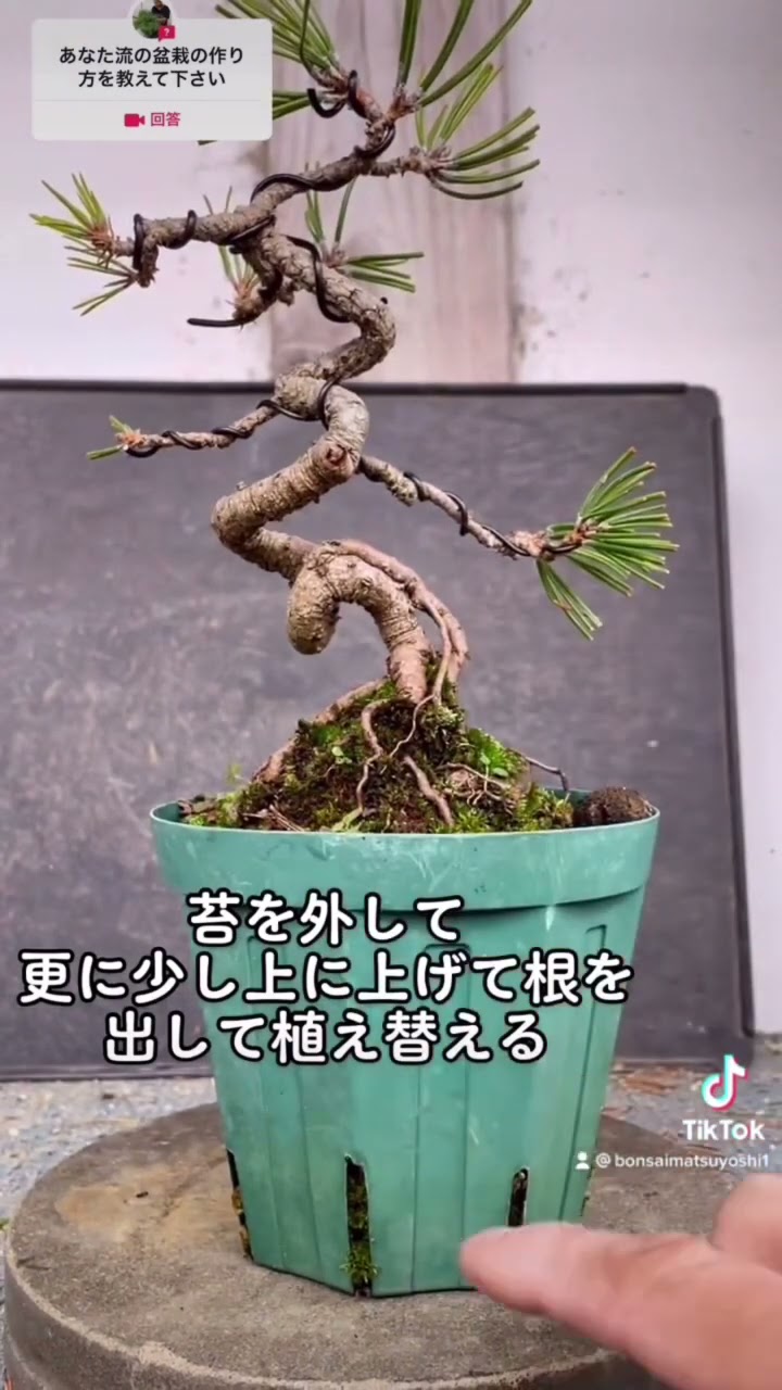 How to grow a black pine bonsai with roots uprooted #bonsai