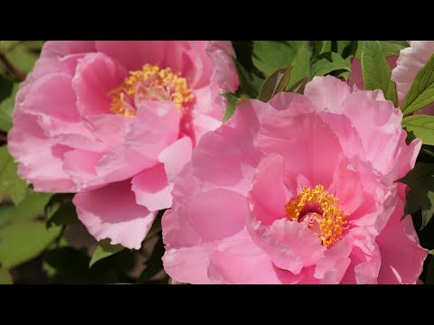 百花の王「牡丹」select 2023 - YouTube