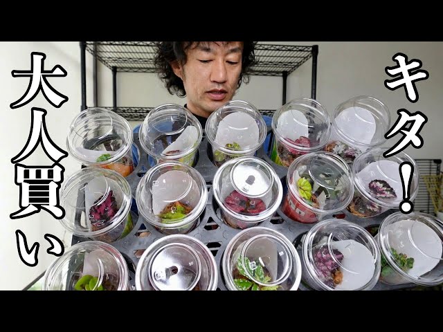 I bought the plants in their original cases [Gardening Superman