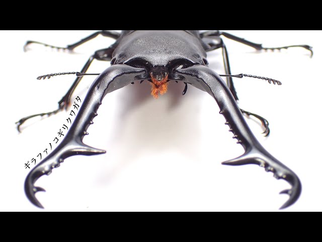 Measuring the weight of larvae of Giraffa stag beetle in a 2000ml