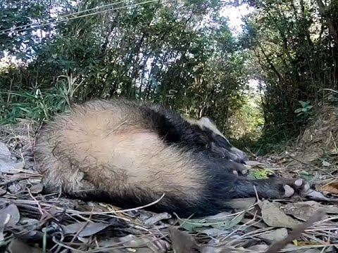 タヌキがタヌキ寝入りする様子を激撮 - YouTube