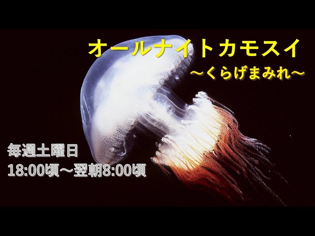 オールナイトカモスイ ～くらげまみれ～ #191 エチゼンクラゲ - YouTube