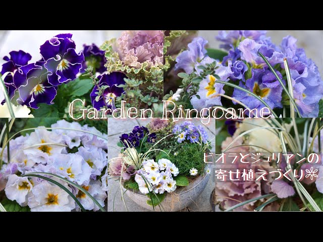 ガーデニング】ビオラとジュリアンで寄せ植えづくり🌼【寄せ植え