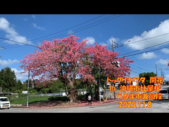 トックリキワタ 開花 in 沖縄市比屋根 うるま市兼箇段 2025 11 8 - YouTube