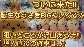 ちいかわ】最新!!誕生日なうさぎBIGぬいぐるみ編 狙い処沢山あるぞー
