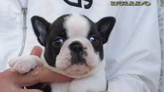 ID:BT527 ボストンテリア専門ブリーダーBULLDON' | 【ブルドンズ公式