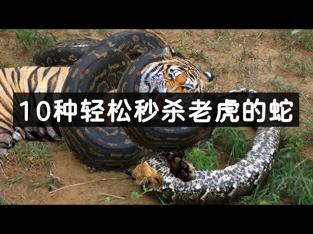盘点10种能轻松秒杀老虎的蛇：黑曼巴仅排第5，第1为中国特有- YouTube