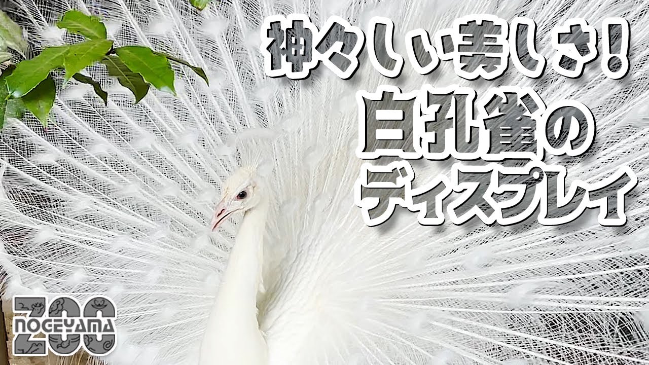 野毛山動物園】神々しい美しさ✨白孔雀アズキくんのディスプレイ