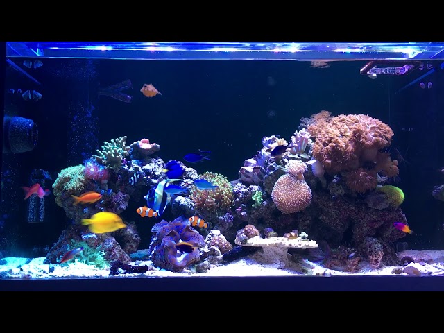 ファインディング・ニモ 水槽 - YouTube