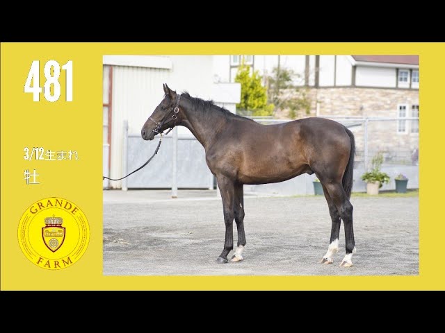 ワンオーナー 覇竜凰ドルザバード 初期 1038 ワンオーナー 覇竜凰