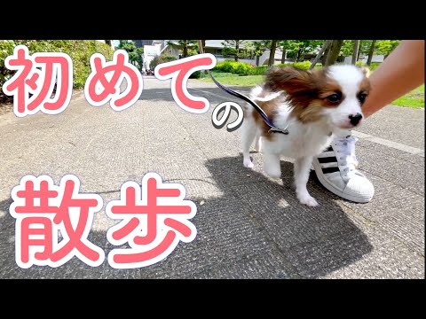 生後4ヶ月の子犬の初散歩！【パピヨン 子犬】The puppy took a walk