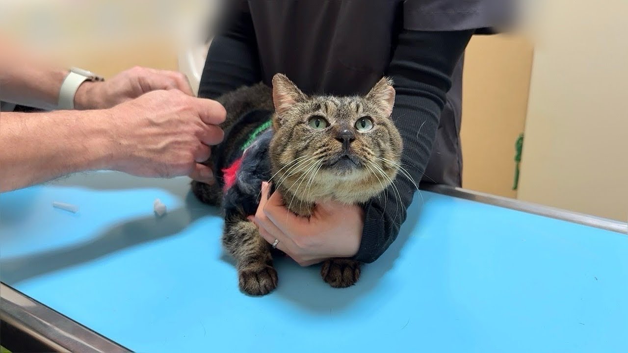When I took the rescued cat to the hospital, he got attached to