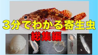 3分で分かる寄生虫【総集編】＋α - YouTube