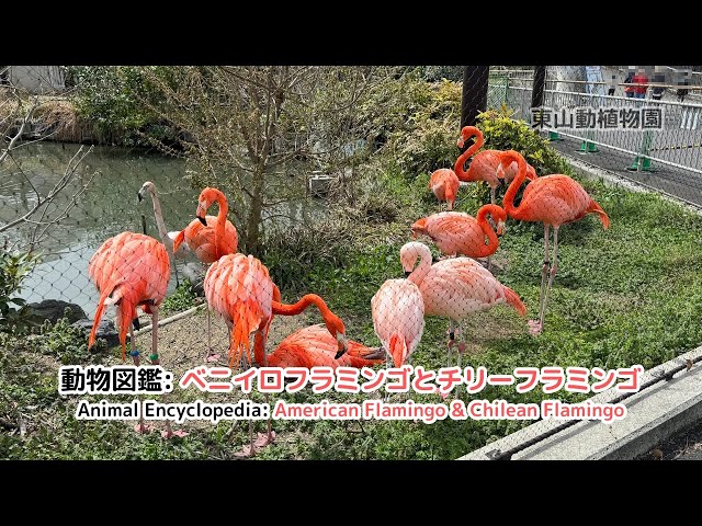 動物図鑑】ベニイロフラミンゴとチリーフラミンゴ / Animal