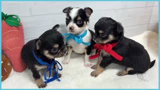 748952 チワワ（ロングコート） - YouTube