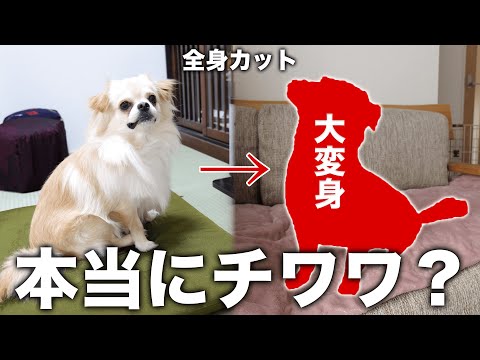 My dog ​​had his first full body haircut and now his breed has