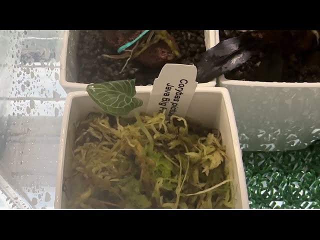 コリバス ピクタスのご紹介と、我が家の山野草の近況 - YouTube