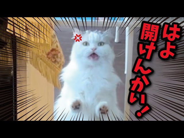 Today, the extremely selfish kitty is furious again. - YouTube