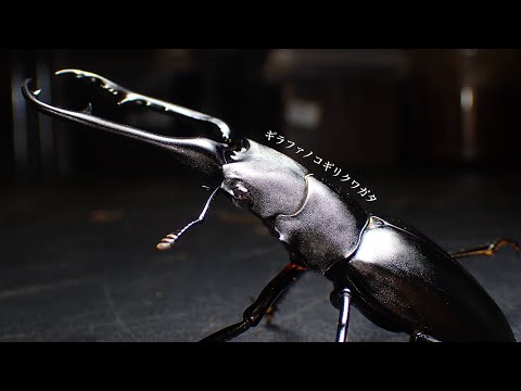 Emerged in a 5L container] Results of digging up an adult Giraffe