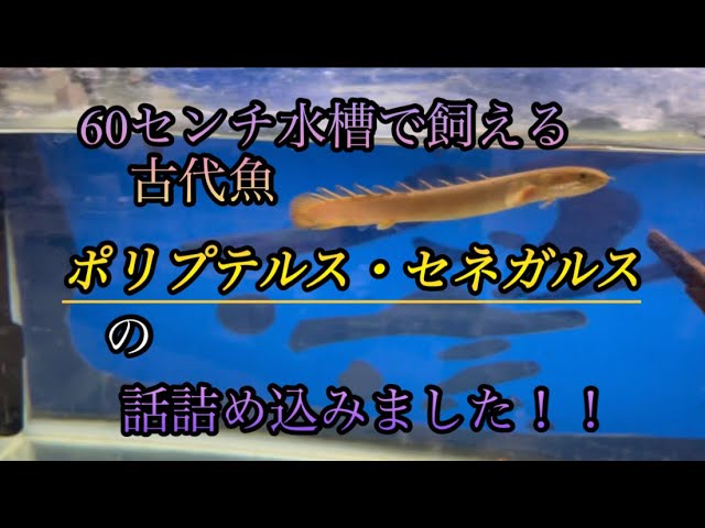 ポリプテルス（セネガルス）の話詰め込みました！60cm水槽で飼育出来る