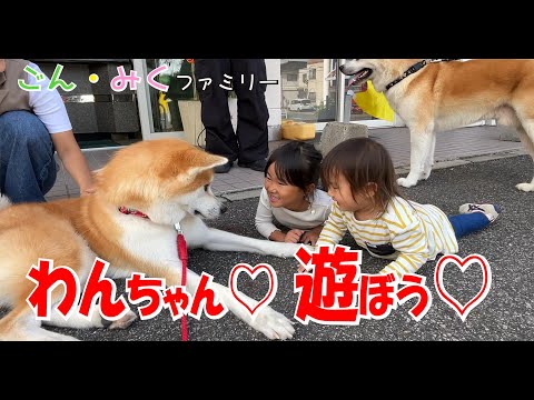 わんちゃん♡遊ぼう♡」 今日のごん・みく♡ 秋田犬【ごん・みく