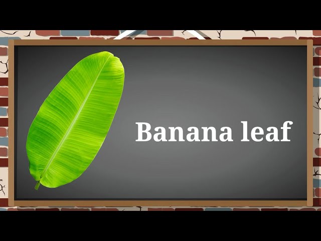 Name Leaves | name leaf in English | All leaves name | vocabulary