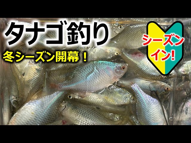 冬シーズン開幕！】たなご釣り - YouTube