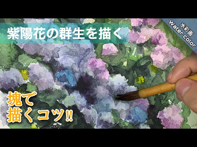 透明水彩画】紫陽花の群生を描く/描き方 つらら庵 how To draw Water