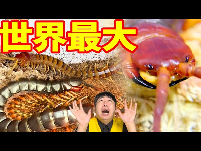 最大40cm！？巨大すぎるムカデ全部お見せします - YouTube