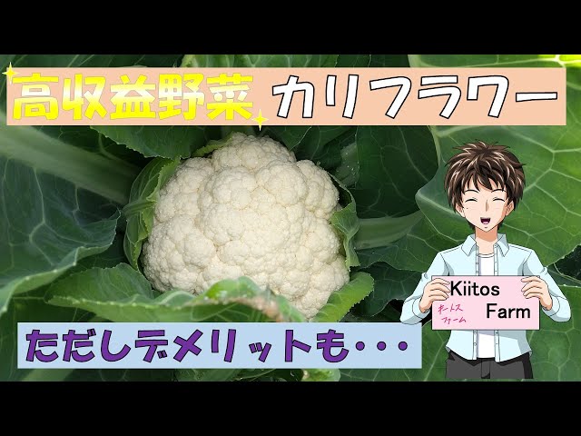 Cultivating cauliflower] Highly profitable vegetables are fun