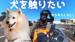 Amazing] I went to heaven where I could interact with large dogs