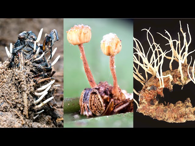 冬虫夏草」を亜熱帯のジャングルで見つけた - YouTube