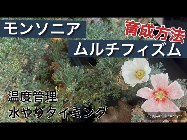 How to grow Monsonia multifismosa - YouTube