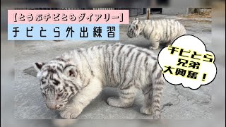 とうぶチビとらダイアリー】ホワイトタイガー親子の外出練習 東武動物