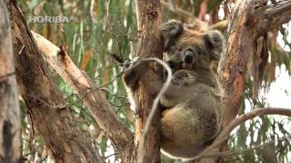 動物図鑑｜コアラ - Kids-Zoo（キッズー）