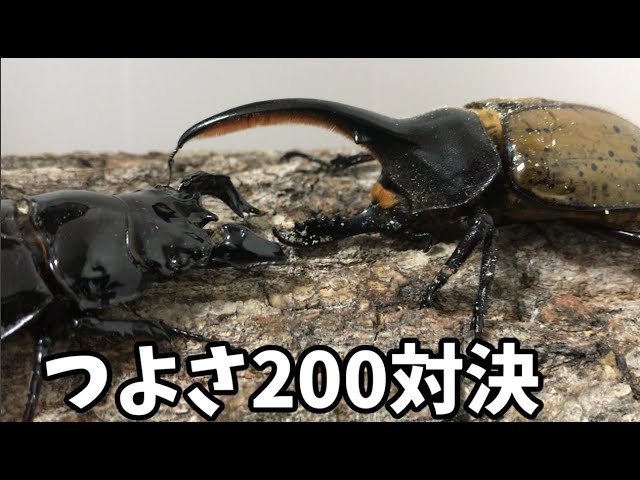 昆虫バトル】ヘラクレス・ヘラクレスvsタランドゥスオオツヤクワガタ