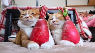 赤大根 のせ猫 251221 - YouTube