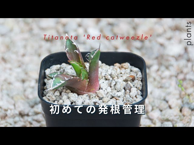 本当にアガベの発根管理って簡単なの？1週間チャレンジ【レッド