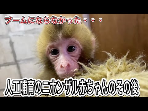 お猿さんブームの今・・・過去にも同じようにぬいぐるみにしがみついて