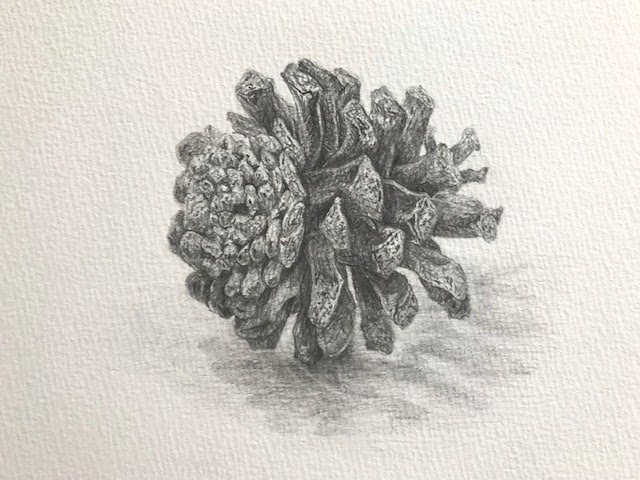 初心者デッサン講座 2/3 「松ぼっくり」 #デッサン - YouTube