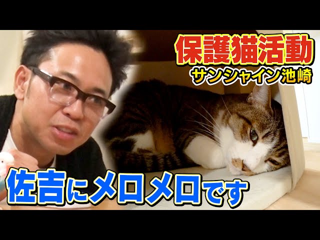 Sunshine Ikezaki] The new cat Sakichi is so cute that the uncle