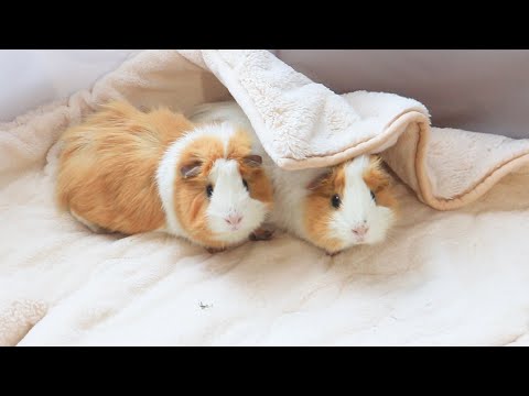 モルモットの家族 もるもるも - YouTube